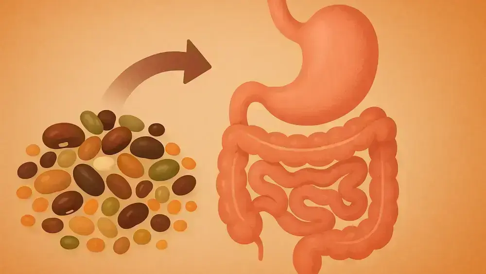 Leguminosas e Digestão: Mitos e Verdades Sobre Alimentos